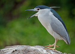 Wildlife portfolio