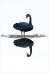 Black Swan Reflection 