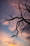 Day 25 - Dawn Branches