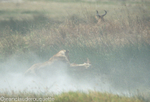 The lionness is catching the calf
