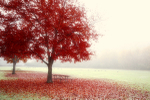 Red Tree at Side Cut