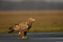 White-tailed Eagle