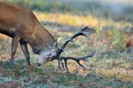 Red Deer