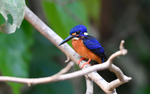 Kinabatangan river