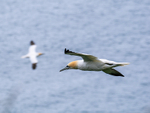 Gannet