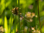 Emerald Damselfly