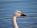 Bewick's Swan