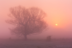 Highland Dawn