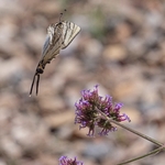 Scarce Swallowtail (Iphiclides podalirius)