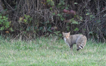 Chat sauvage