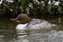 Goosander (female) in the snow