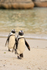Two African Penguins, Boulders Beach, South Africa