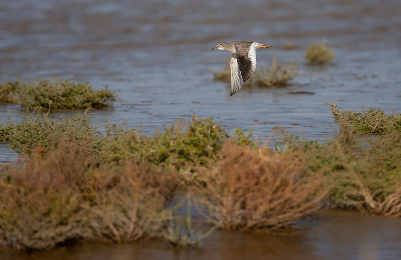 Common Redshank - Dee Estuary - North Wales
