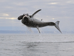 Great White Shark breach (frame 9), Mossel Bay, South Africa