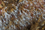 Sarcodictyon sp.