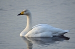 Whooper Swan