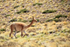 Vicuna, near Salar de Talar, Atacama Desert, Chile