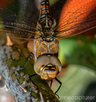 Dragons Eyes