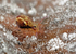Dicyrtomina saundersi
