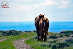 3HPhotog6-2-24_SW-WYO_3HR16173_Wild Horses