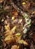 Autumn Floor, Derrycunnihy Woods, Killarney, Co Kerry