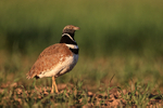 Little Bustard, Montgai, Catalonia, Spain