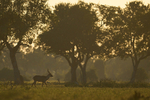 Waterbuck at dawn