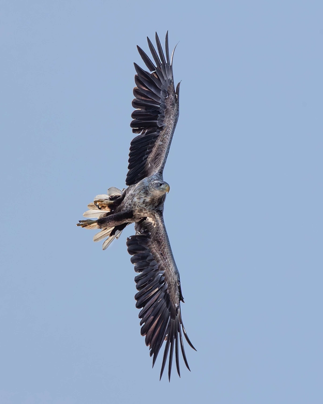 White Tailed Eagle - Isle of Mull - Scotland