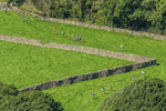 Loweswater Show-234