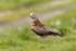 Red Kite, Mid-Wales