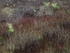 New Growth I