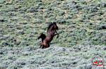 3HPhotog6-2-24_SW-WYO_3HR16367_Wild Horses
