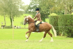 S60 - Mountain & Moorland Ridden Large Breeds portfolio