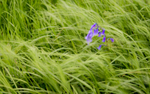 Windswept bluebells, Longville Coppice