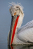 Dalmatian Pelican