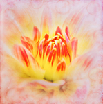 Dahlia