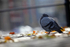 Urban (pigeon) Rock dove in Bristol_0043