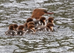 Goosander with chicks