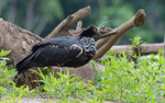 Horned Screamer