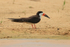 Black Skimmer on river bank, Rio Sao Lourenco, Pantanal, Brazil