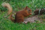 Red Squirrel