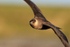 Arctic Skua in flight close view, Flatanger, Norway