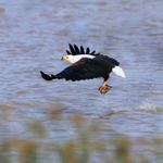 African Fish Eagle plucking a fish from the lake