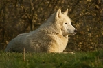 White Wolf - Mr. Hudson resting (Woodside Wildlife Park)