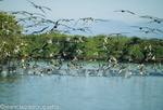 The blue-footed Boobies are fishing all together