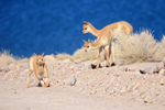 Young Vicunas at roadside, Chile