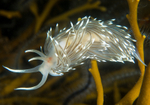 Facelina bostoniensis