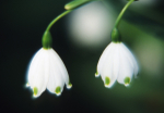 Galanthus -146