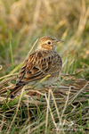Sky Lark 260212  10