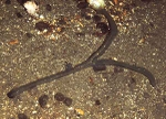 Amalosoma eddystonense